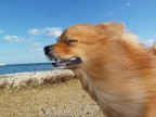 Gone with the Wind