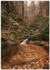 Enchanted Woods
