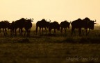 Gnu all'alba