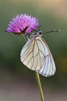 Aporia
