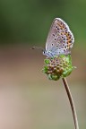 Plebejus sp.