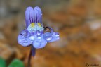 Cymballaria muralis