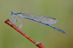 Platycnemis pennipes