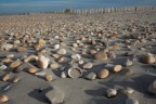 .....conchiglia fra una distesa di ciotolini in una spiaggia camarghese.
Dati foto: 
ISO 100
mm 27
F/4,5
sec. 1/1250
Aspetto le vostre critiche e grazie in anticipo a tutti coloro che guarderanno la mia foto.