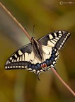 Il Macaone (Papilio machaon Linnaeus, 1758)