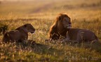 Kenya - Masai Mara | Canon 7D + Canon 300 2.8 IS