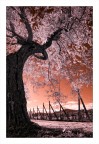 Il mio ir d'inverno