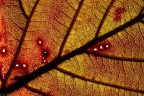 lymph  0081