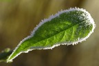 lymph  4004