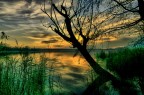 Annone al tramonto