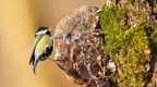 Attrezzatura: Canon EOS 5D Mark II; Canon EF 300mm f/2,8L IS USM; Canon Extender 2X II; treppiede.

Dati di scatto: ISO 1600; f/7,1; 1/640 sec.
