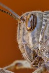 Macro 2012