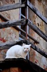 Il gatto Bianco