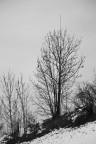 l'albero