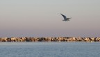 Gabbiano al mare