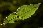 lymph 4074