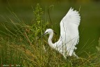 Canon EOS 7D; Canon EF 500mm f/4L IS USM; Canon Extenderer 1,4X II; treppiede.
