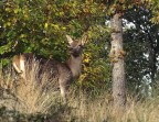 Fuji HS20 EXR
T. 1/250
F. 5
iso 320
Obiett. 80.80 = 600 mm

Sera al tramonto
