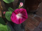 Un sguardo in giardino godendo dei colori della natura
