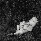 nel bosco
