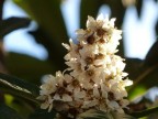 Fiori d'inverno