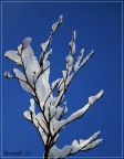 Fiori d'inverno