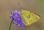 Colias