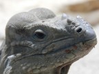 Iguana del rettilario dello zoo di Berlino