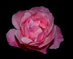 Rosa nel buio