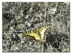Farfalla ossolana