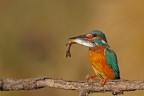 La pescatrice