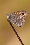 Lassiomata megera