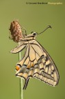 Papilio machaon Papilio machaon