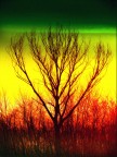 tree-coloured