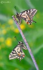 Il Macaone (Papilio machaon Linnaeus, 1758)
Canon 5D MarkII - Sigma 180mm - iso 100 f/18