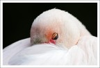 Piume