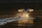 Cigno luminoso