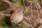 lungo lo scolmatore in mezzo ai campi...
1d mkIV - 600 + 1,4 - 1/1250 - f8 - iso 640 - mano libera da finestrino - distanza 7,3 metri.
hd...http://img862.imageshack.us/img862/4585/passerascopaiolascolmat.jpg