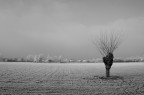 Solitario