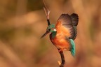 prime luci della mattinata, Coltano - Pisa.
1d mkIV - 600mm - 1/1600 - f7,1 - iso 640 - cavalletto - capanno mobile.

hd...http://img834.imageshack.us/img834/6/martinocoltanofiume21d6.jpg