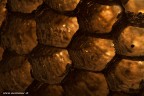 Particolare di un favo di Dolichovespula media (vespa) fatto ad una distanza molto ravvicinata con l'ausilio di un tubo di prolunga.
Abbiamo utilizzato un flash per far risaltare meglio la struttura esagonale che caratterizza i favi.


Dolichovespula media (favo) Canon 7D - Canon EF 100mm f/2.8 Macro USM + tubi kenko - f/16 - 1/30 - ISO 200

Ciao
