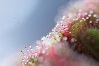 Particolare della mia Drosera(no, non  in natura per sfortuna); questa  la nuova pianta da mettere insieme alla Nephentes e la Pinguicula.
Canon 1100D+Tamron 90mm, iso 400, f2.8