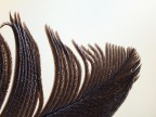 piuma
