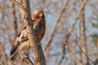 Aquila minore rossa - la foto non  il massimo, oltretutto il ramo attraversa il soggetto ma a causa di due individui che la volevano vedere da tre metri l'aquila  volata via in direzione opposta a noi e tra gli alberi, dopo l'abbiamo rivista in giro ma non era fotografabile... 7d - 600 + 1,4 - 1/640 - f8 - iso 200 - distanza 56,7 metri - mano libera da finestrino.