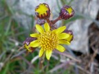 Esplosione floreale