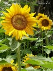 Girasole