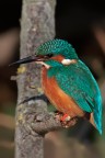 colorazione particolare che assume il piumaggio del martino a causa della rifrazione della luce secondo la posizione del soggetto e l'incidenza del sole.
7D - 600 + 1,4 - 1/1000 - F8 - ISO 400 - CAVALLETTO - CAPANNO. distanza 10 metri