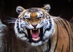Primal Instinct