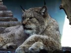 Lince