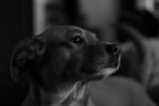 sono graditi commenti e consigli, sono totalmente novizio 

il mio soggetto e' la mia cagnolina Furi

canon eos 500d  obiettivo canon 50mm 1,8

1/50 2.0